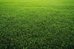 Lush Green Grass Field Under Bright Sunlight Perfect for Backgrounds and Nature-Themed Designs photo