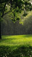 Lush Green Meadow Under a Tree During a Gentle Rainfall with Sunlight Filtering Through Leaves photo