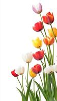 Vibrant Tulips in Bloom Against a White Background Showcasing Colorful Spring Flowers photo
