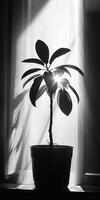 Black and White Silhouette of a Potted Plant with Sunlight Streaming Through a Window photo
