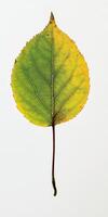 Detailed image of a leaf showcasing vivid green and yellow hues with intricate vein patterns on a white backdrop. photo