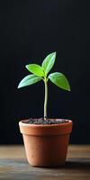 A vibrant green plant in a terracotta pot on a wooden surface, set against a dark background, representing growth and simplicity. photo