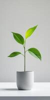 Minimalist Green Plant in a White Pot on a Clean White Surface Against a Soft Gray Background photo