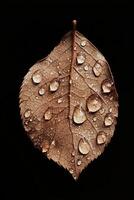 Close-Up of a Brown Leaf with Water Droplets on a Black Background photo