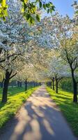Serene Pathway Lined with Blooming Cherry Trees Under a Clear Blue Sky photo