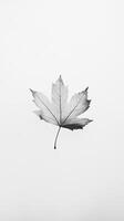 Minimalist Black and White Leaf on White Background photo