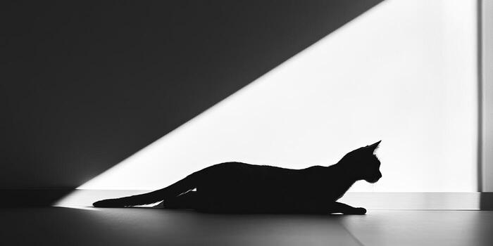 Silhouette of a Cat in Minimalist Setting with Dramatic Lighting photo