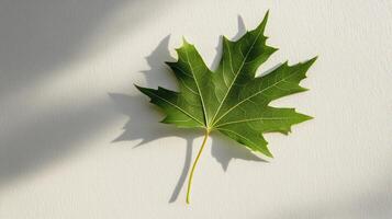 Vibrant Green Maple Leaf Casting Shadows on a Light Background in Natural Sunlight photo