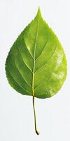 Close-up of a Vibrant Green Leaf with Detailed Veins on a Light Background photo