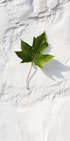 Green Maple Leaf Casting Shadow on White Textured Wall in Bright Sunlight photo