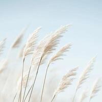 Serene Natural Landscape with Tall Pampas Grass Against a Clear Blue Sky in Tranquil Outdoor Setting photo