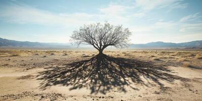 Solitary Tree Casting Shadow in Vast Desert Landscape Under Clear Blue Sky photo