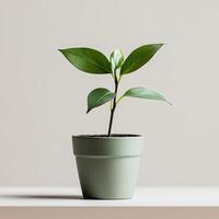 Minimalist Green Plant in a Stylish Pot on a Neutral Background for Modern Interior Design photo