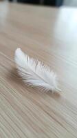 Delicate White Feather Resting on a Light Wooden Surface Capturing Minimalist Beauty and Tranquility photo