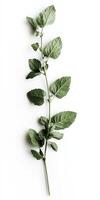 Fresh Mint Leaves Isolated on White Background for Culinary and Herbal Use photo