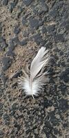 Delicate White Feather Resting on Textured Asphalt Surface photo