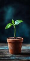 Young Green Plant in Terracotta Pot Against Dark Background Symbolizing Growth and New Beginnings photo