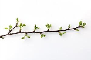 Minimalistic Image of a Budding Branch on a White Background photo