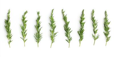 Fresh Rosemary Sprigs Arranged in a Row on a Clean White Background for Culinary and Herbal Use photo