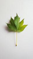 Fresh Green Leaf Isolated on Light Background for Nature Themes photo