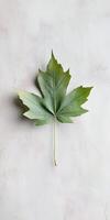 Minimalist Green Maple Leaf on Textured White Background for Nature and Botanical Themes photo