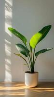 Elegant Indoor Plant in Minimalist Pot with Sunlight and Shadows photo