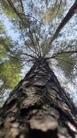 Tall Pine Tree Surrounded by Lush Green Canopy and Clear Sky photo