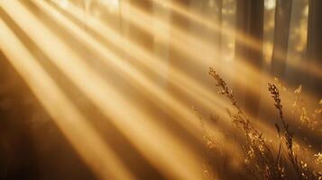 Soft Golden Light Filtering Through Trees in a Serene Landscape photo