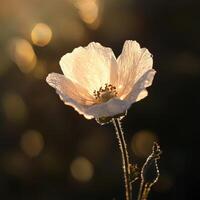 Sunlit White Flower with Dew Drops in a Golden Morning Glow Capturing Nature's Tranquil Beauty photo