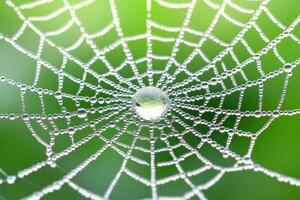 Morning dew glistens on a spider web under soft sunlight creating a delicate glow in the early hours photo