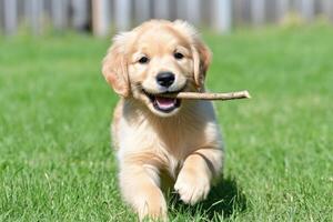 Playful golden retriever puppy joyfully running with a stick in its mouth across a sunny grassy field photo