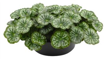 Lush, patterned leaves flourish in a stylish black pot, adding vibrancy to any space photo
