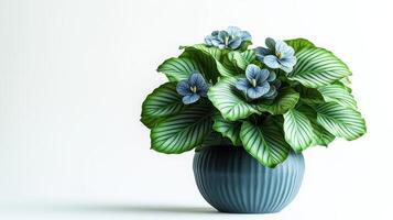 Delicate blue blooms rest atop lush green foliage in a stylish pot, brightening the space photo