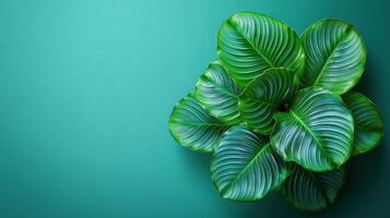 A vibrant green plant showcases its beautifully textured leaves against a teal background photo