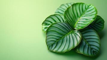 Lush leaves with striking textures rest elegantly on a gentle green surface photo
