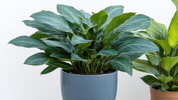 A beautiful houseplant adds tranquility and life to a modern living space photo