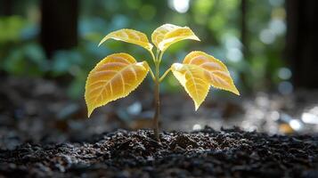 A delicate sapling reaches for sunlight, surrounded by lush greenery in a forest photo