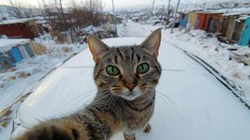 un animado felino curiosamente encuestas sus Nevado alrededores en un frío día foto