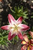 Tiger lilies. Large red and white lily flowers. Lilium candidum. photo