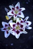 Large red and white lily . Tiger lilies. photo