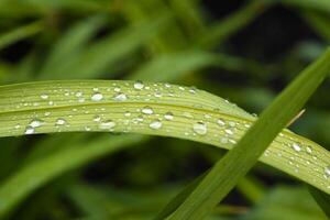 Plants after rain. photo