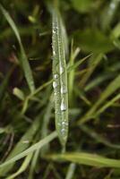 Dew on plants. photo