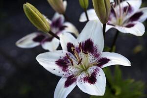 Tiger lilies. Lilium candidum. Large red and white lily flowers. photo