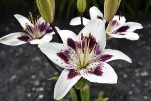Lilium candidum. Large red and white lily flowers. Tiger lilies. photo