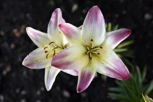 Large red and white lily flowers. Tiger lilies. photo