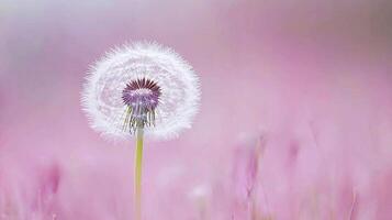a blooming dandelion with seeds ready to disperse in dreamy pink and blue light photo