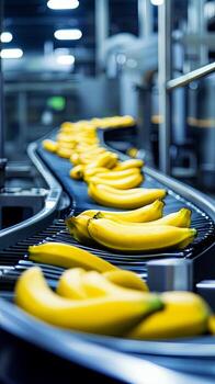 Fresh Bananas on a Conveyor Belt in a Modern Food Processing Facility photo