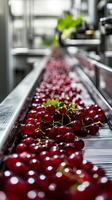Red Berries on a Conveyor Belt in a Food Processing Plant photo