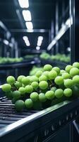 Fresh Green Grapes on a Modern Food Processing Line photo
