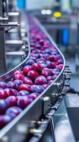 Plums on a Conveyor Belt in a Modern Food Processing Plant photo